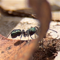 Rhytidoponera metallica at Campbell, ACT - 9 Jan 2025