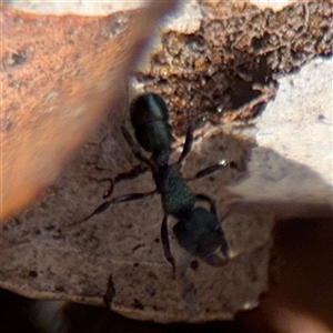 Rhytidoponera metallica at Campbell, ACT - 9 Jan 2025 04:22 PM