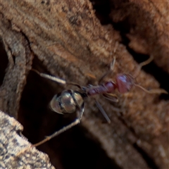 Iridomyrmex purpureus (Meat Ant) at Parkes, ACT - 9 Jan 2025 by Hejor1