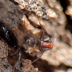 Iridomyrmex purpureus at Parkes, ACT - 9 Jan 2025