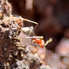 Iridomyrmex purpureus at Parkes, ACT - 9 Jan 2025