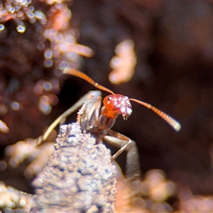 Iridomyrmex purpureus at Parkes, ACT - 9 Jan 2025 04:35 PM