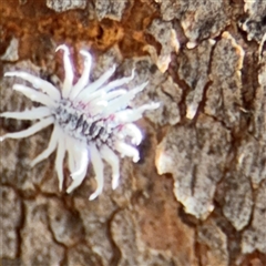 Coccinellidae sp01 (Unidentified Waxy Ladybird Larvae) at Parkes, ACT - 9 Jan 2025 by Hejor1