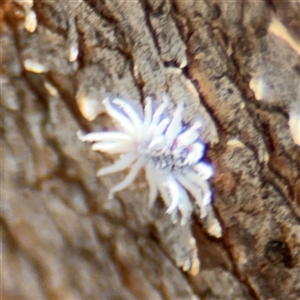 Cryptolaemus montrouzieri at Parkes, ACT - 9 Jan 2025