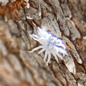 Cryptolaemus montrouzieri at Parkes, ACT - 9 Jan 2025