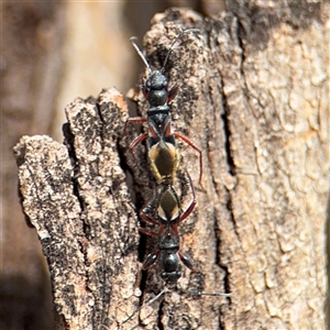 Daerlac cephalotes (Ant Mimicking Seedbug) at Parkes, ACT by Hejor1