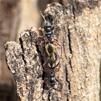 Daerlac cephalotes (Ant Mimicking Seedbug) at Parkes, ACT - 9 Jan 2025 by Hejor1