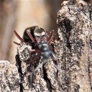 Daerlac cephalotes at Parkes, ACT - 9 Jan 2025 04:34 PM