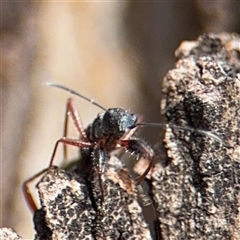 Daerlac cephalotes at Parkes, ACT - 9 Jan 2025 04:34 PM