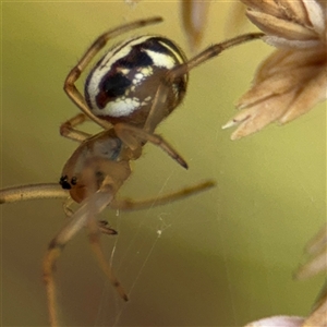 Phonognathidae (family) (Leaf curling orb-weavers) at Campbell, ACT by Hejor1