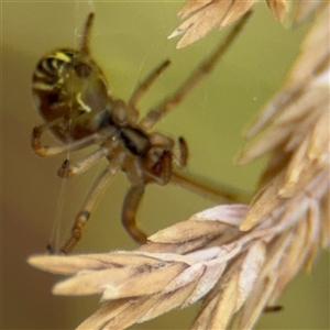 Phonognathidae (family) at Campbell, ACT - 9 Jan 2025 04:32 PM