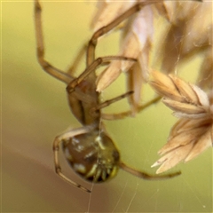 Phonognathidae (family) at Campbell, ACT - 9 Jan 2025 04:32 PM