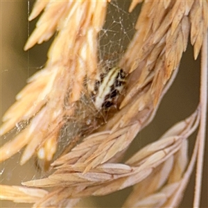 Phonognathidae (family) at Campbell, ACT - 9 Jan 2025 04:32 PM