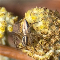 Oxyopes sp. (genus) (Lynx spider) at Campbell, ACT - 9 Jan 2025 by Hejor1