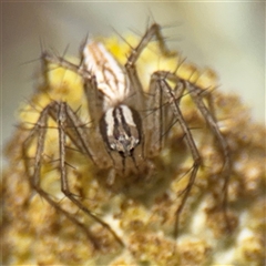 Oxyopes sp. (genus) at Campbell, ACT - 9 Jan 2025