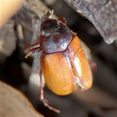 Sericesthis geminata (Pruinose scarab) at Reid, ACT - 9 Jan 2025 by Hejor1