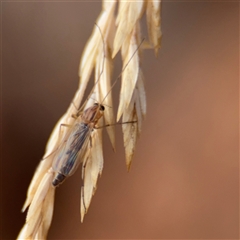 Chironomidae (family) at Campbell, ACT - 9 Jan 2025 by Hejor1