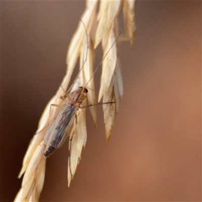 Chironomidae (family) (Non-biting Midge) at Campbell, ACT - 9 Jan 2025 by Hejor1