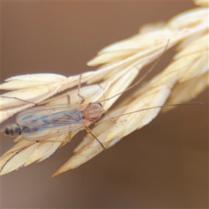 Chironomidae (family) at Campbell, ACT - 9 Jan 2025 04:25 PM