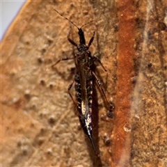 Idolothrips spectrum (Giant thrips) at Campbell, ACT - 9 Jan 2025 by Hejor1