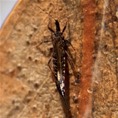 Idolothrips spectrum (Giant thrips) at Campbell, ACT - 9 Jan 2025 by Hejor1