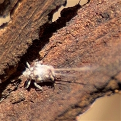 Fulgoroidea sp. (superfamily) (Unidentified fulgoroid planthopper) at Parkes, ACT - 9 Jan 2025 by Hejor1