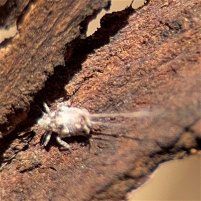 Fulgoroidea (superfamily) (Unidentified fulgoroid planthopper) at Parkes, ACT - 9 Jan 2025 by Hejor1