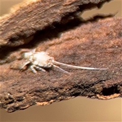 Fulgoroidea (superfamily) at Parkes, ACT - 9 Jan 2025 04:46 PM