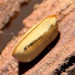 Blattidae sp. (family) (Unidentified blattid cockroach) at Campbell, ACT - 9 Jan 2025 by Hejor1