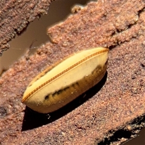 Blattidae sp. (family) at Campbell, ACT - 9 Jan 2025 04:46 PM