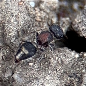 Mutillidae (family) (Unidentified Mutillid wasp or velvet ant) at Parkes, ACT by Hejor1