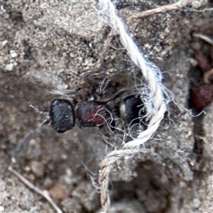 Mutillidae (family) at Parkes, ACT - 9 Jan 2025 04:49 PM