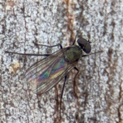 Dolichopodidae (family) at Campbell, ACT - 9 Jan 2025 by Hejor1