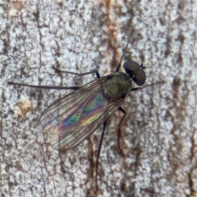 Dolichopodidae (family) at Campbell, ACT - 9 Jan 2025 by Hejor1