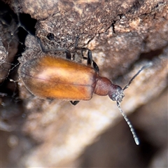 Ecnolagria grandis (Honeybrown beetle) at Reid, ACT - 9 Jan 2025 by Hejor1