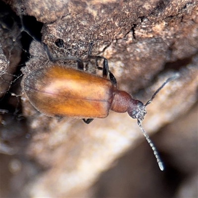 Ecnolagria grandis (Honeybrown beetle) at Reid, ACT - 9 Jan 2025 by Hejor1