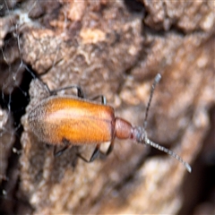 Ecnolagria grandis at Reid, ACT - 9 Jan 2025