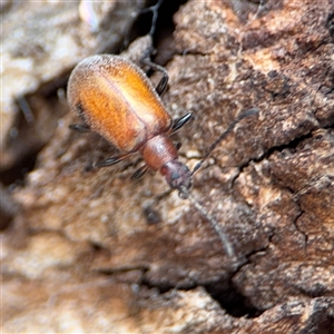 Ecnolagria grandis at Reid, ACT - 9 Jan 2025