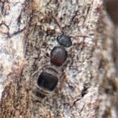Odontomyrme sp. (genus) (A velvet ant) at Reid, ACT - 9 Jan 2025 by Hejor1