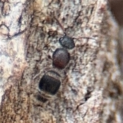 Odontomyrme sp. (genus) (A velvet ant) at Reid, ACT - 9 Jan 2025 by Hejor1