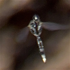 Unidentified at suppressed - 9 Jan 2025