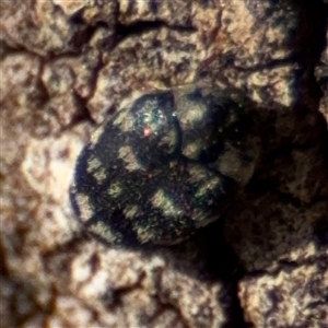 Dermestidae sp. (family) at Parkes, ACT - 9 Jan 2025 05:02 PM