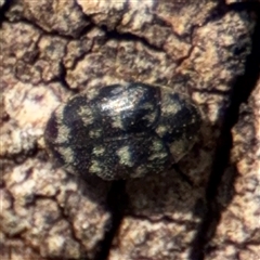 Dermestidae sp. (family) at Parkes, ACT - 9 Jan 2025 05:02 PM