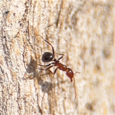 Papyrius sp. (genus) (A Coconut Ant) at Reid, ACT - 9 Jan 2025 by Hejor1