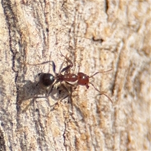 Papyrius sp. (genus) at Reid, ACT - 9 Jan 2025