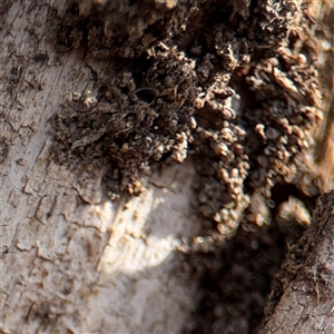 Papyrius sp. (genus) at Reid, ACT - suppressed