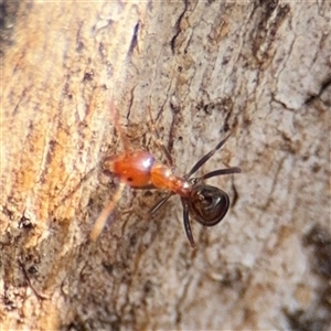 Papyrius sp. (genus) at Reid, ACT - 9 Jan 2025