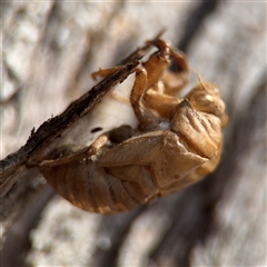 Psaltoda moerens (Redeye cicada) at Reid, ACT - 9 Jan 2025 by Hejor1