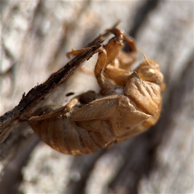 Psaltoda moerens (Redeye cicada) at Reid, ACT - 9 Jan 2025 by Hejor1