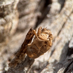 Psaltoda moerens at Reid, ACT - 9 Jan 2025 05:13 PM